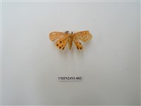 藏品(胡麻斑紅燈蛾)的圖片